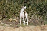 WHIPPET 121